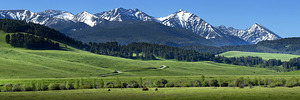 flying d spring grazing 90x30 print