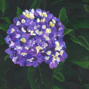 Purple hydrangea