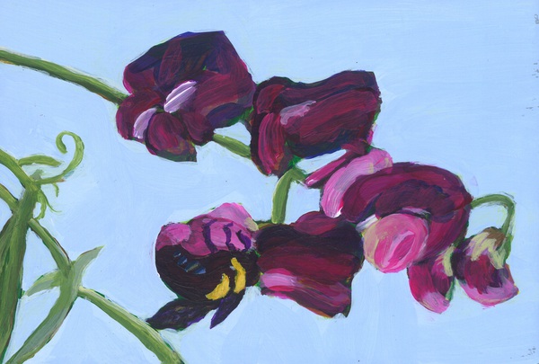 Sweet pea Print
