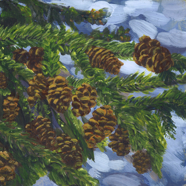 Sunlit pinecones Print