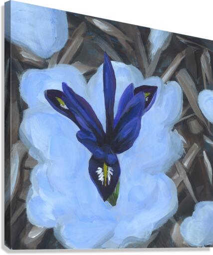 Iris in snow Canvas Print