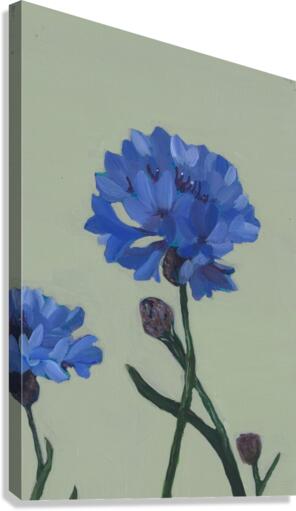 Bachelor buttons Canvas Print
