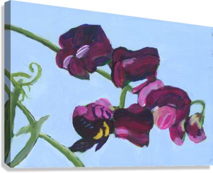 Sweet pea Canvas Print