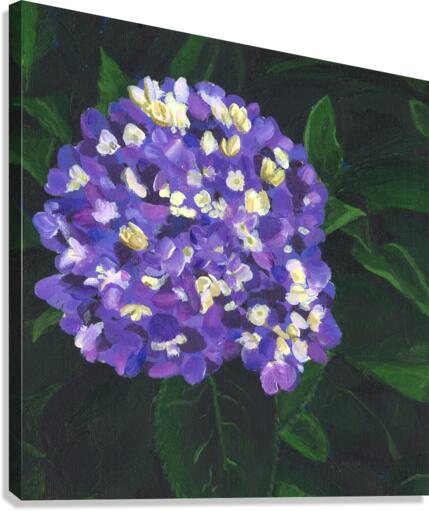 Purple hydrangea Canvas Print