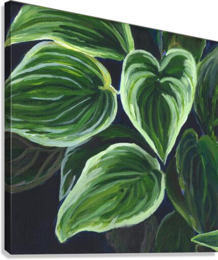 Hostas Canvas Print