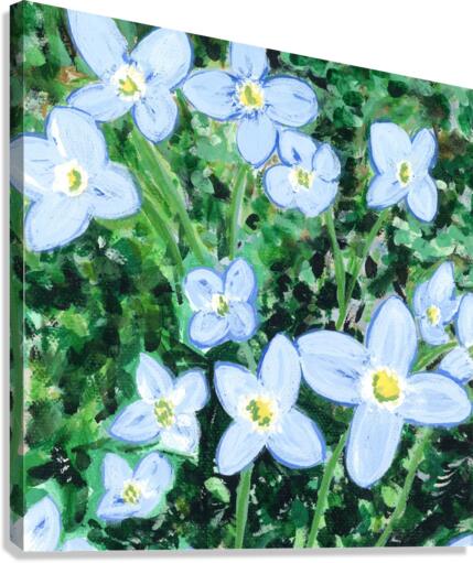 Bluets Canvas Print