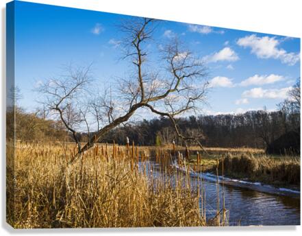 Winter  Canvas Print
