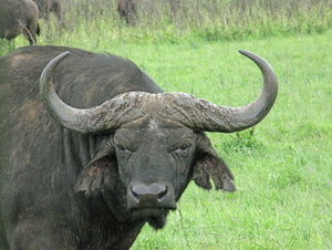 Buffalo