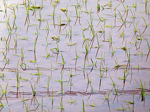 Flooded Rice field