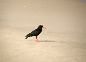 Oyster catcher
