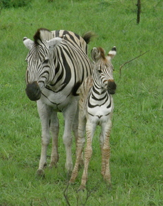 zebra mom_baby
