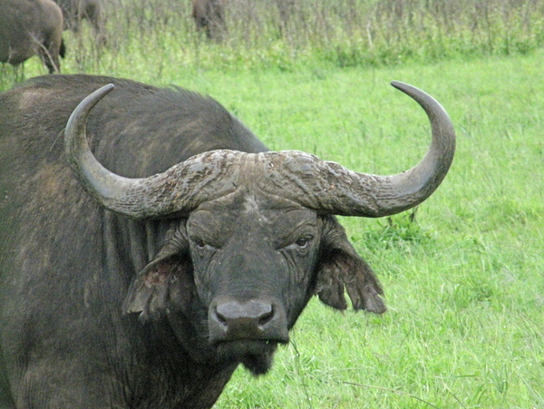 Buffalo Print