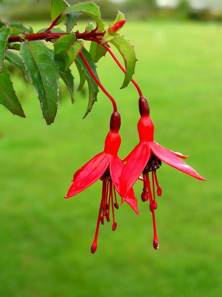 Fuschia red  green by Titane
