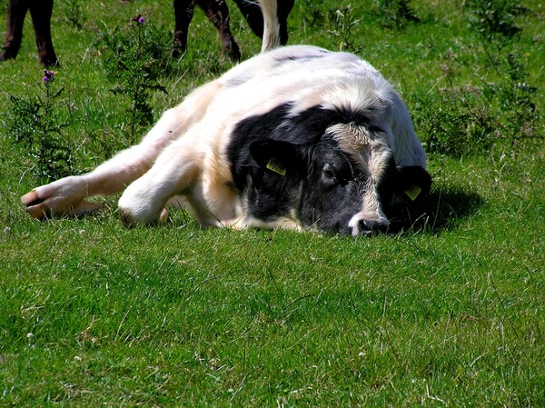 Lazy cow by Titane