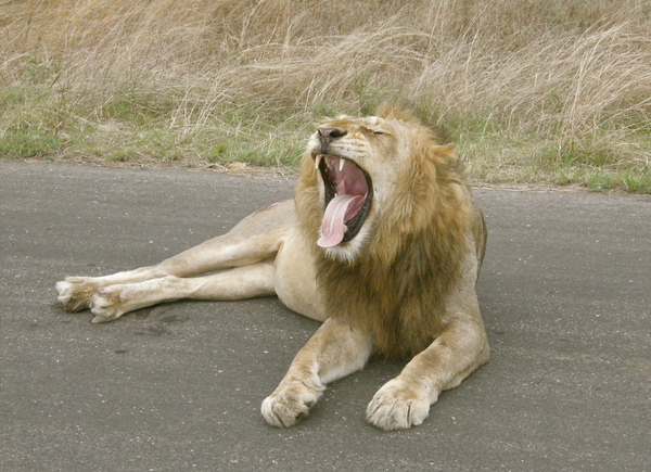 Lion yawning by Titane