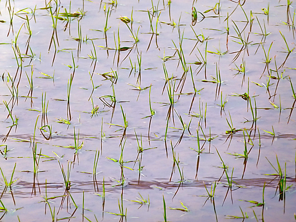 Flooded Rice field by Titane