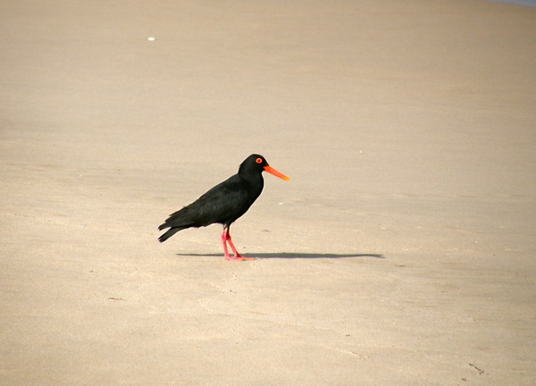 Oyster catcher Print