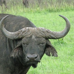 Buffalo