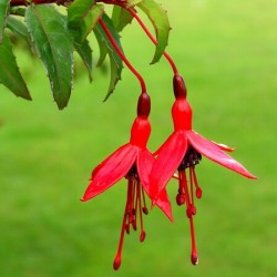 Fuschia red  green