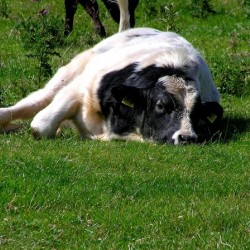Lazy cow