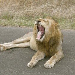 Lion yawning