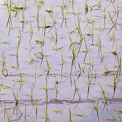 Flooded Rice field
