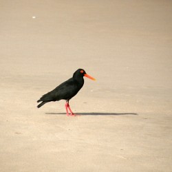Oyster catcher