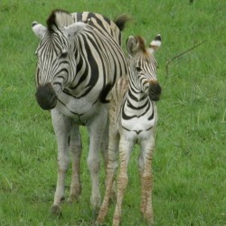 zebra mom_baby