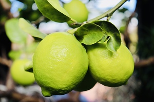 Little Lemons