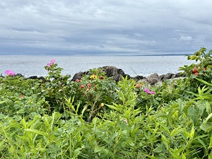 Sea Blossoms 