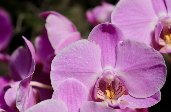 Orchid Love  by Jayne Kubicek