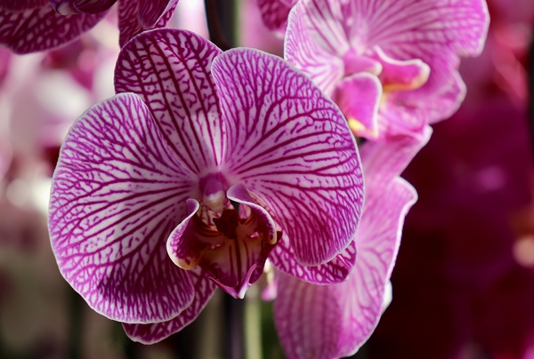 Orchid Love 2 by Jayne Kubicek