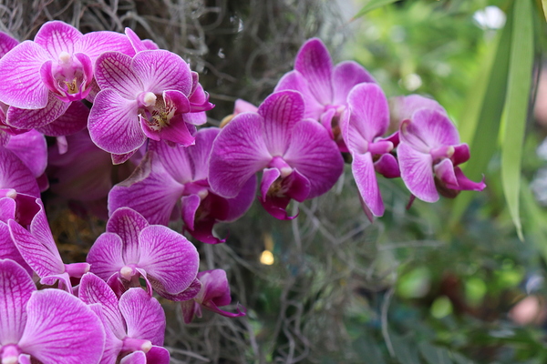 Orchid Love 3 by Jayne Kubicek