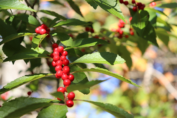 Happy Berries by Jayne Kubicek