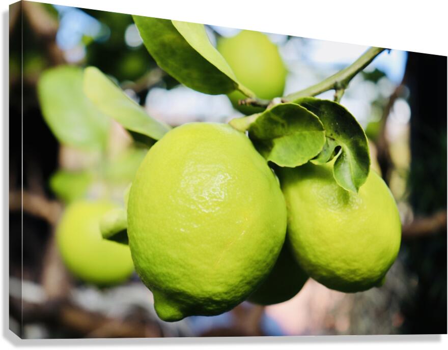 Little Lemons Canvas Print