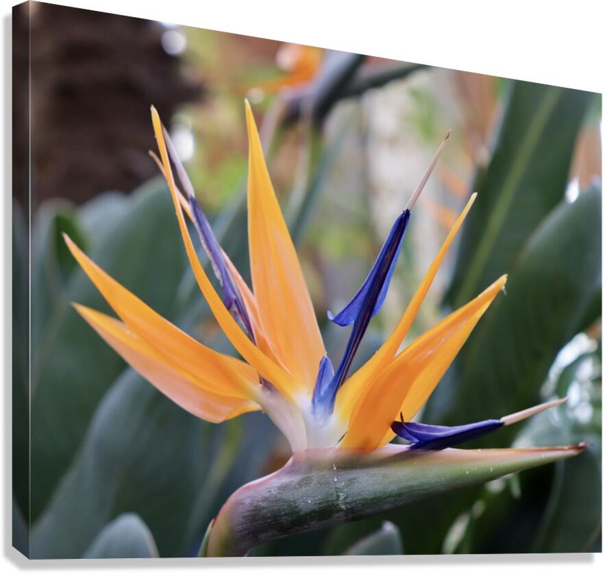 Orange & Purple  Canvas Print