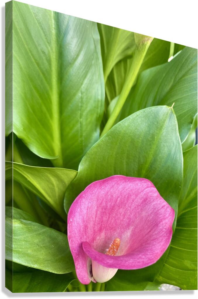 Calla Canvas Print