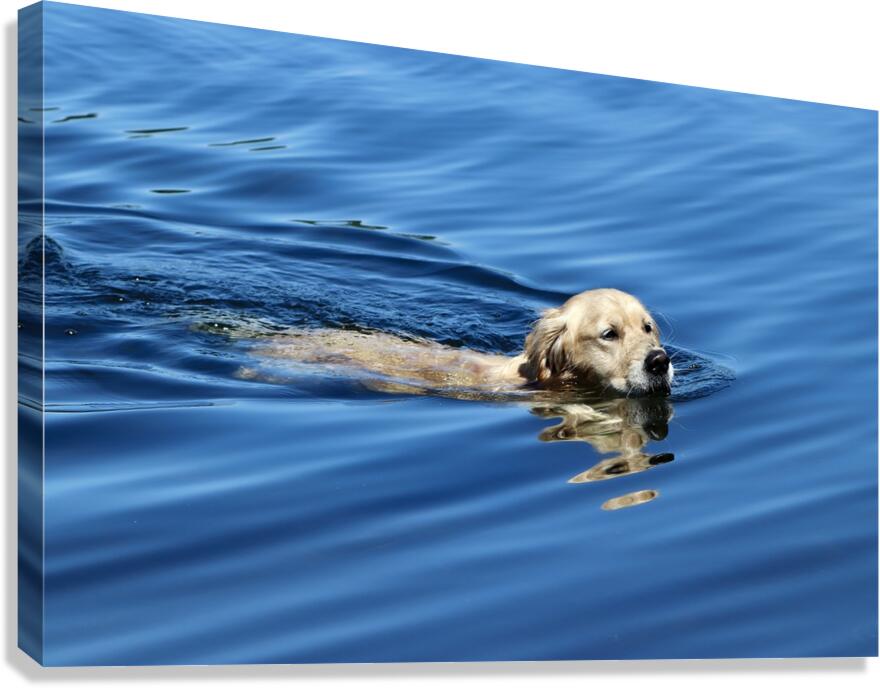 Freedom Canvas Print