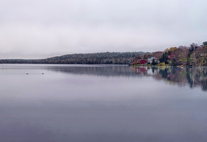 Ducks Wake Tranquil Water