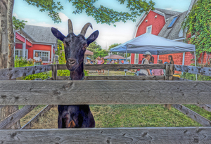 Alert Market Goat Wood Pen