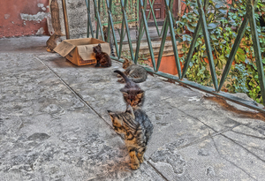 Exploring Kittens One Box