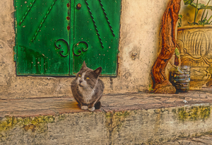 Grey Kasbah Cat Green Door