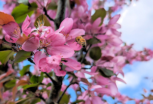 Lone Bee Crab Apple Blossom