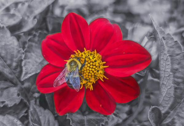 Lone Bee Red Dahlia Print