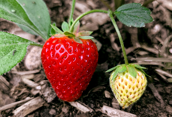 Two Albion Strawberries Print