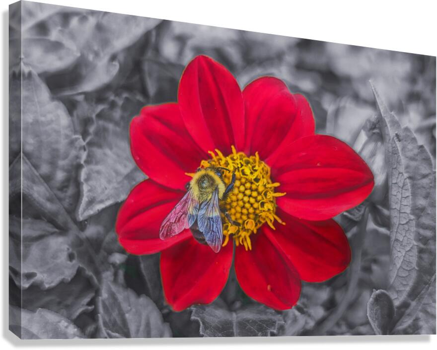 Lone Bee Red Dahlia Canvas Print