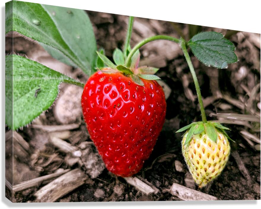 Two Albion Strawberries Canvas Print