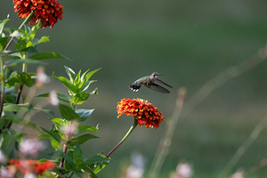 Hummingbird 