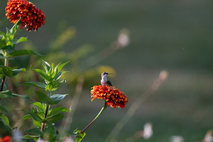 Hummingbird 