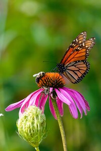 Butterfly on a flower